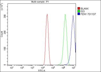 FEN1 Antibody (monoclonal, 7D11D7)