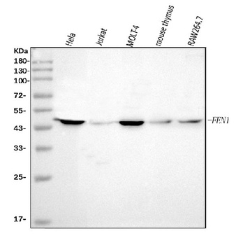 FEN1 Antibody (monoclonal, 7D11D7)