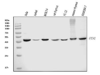 FEN1 Antibody (monoclonal, 6F3F2)
