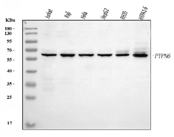SHP1/PTPN6 Antibody (monoclonal, 8H11B10)