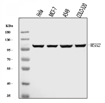 MSH2 Antibody (monoclonal, 6B4F7)