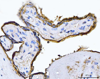 Anti-ALPP Antibody (monoclonal, 6C7G3)