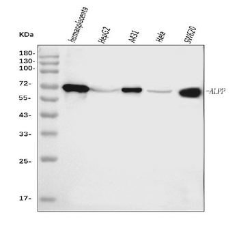 Anti-ALPP Antibody (monoclonal, 6C7G3)