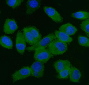 Anti-EIF5 Antibody (monoclonal, 2F13C4)