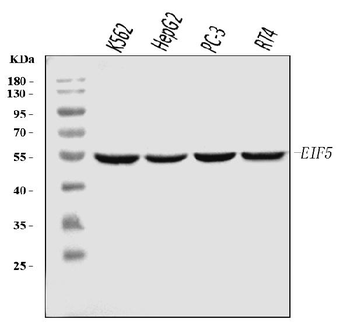 Anti-EIF5 Antibody (monoclonal, 2F13C4)