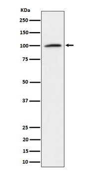 Nucleolin Rabbit Monoclonal Antibody