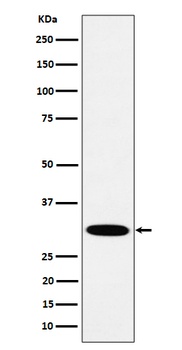HMGCL Rabbit Monoclonal Antibody