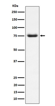PWP1 Rabbit Monoclonal Antibody