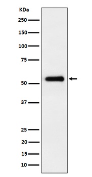 PRD Rabbit Monoclonal Antibody