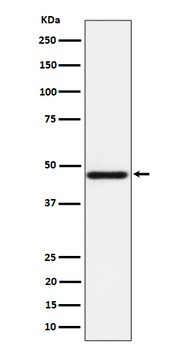 AZI2 Rabbit Monoclonal Antibody