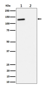 Phospho-p130(T986) Rabbit Monoclonal Antibody