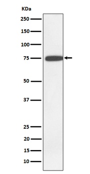 GNE Rabbit Monoclonal Antibody