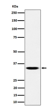 TCEA1 Rabbit Monoclonal Antibody