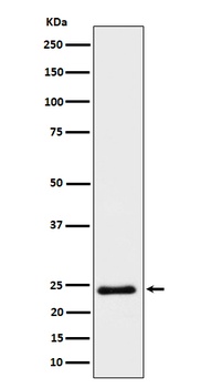Mras Rabbit Monoclonal Antibody