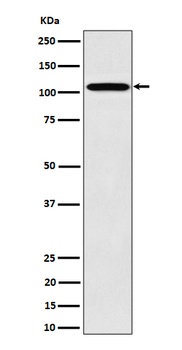 Nup107 Rabbit Monoclonal Antibody