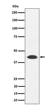 NUDT19 Rabbit Monoclonal Antibody