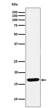SFT Rabbit Monoclonal Antibody
