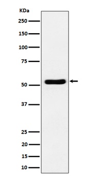 GPRC5B Rabbit Monoclonal Antibody