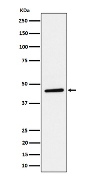 TAPP1 Rabbit Monoclonal Antibody