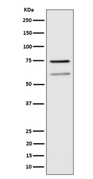 WDR1 Rabbit Monoclonal Antibody