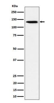 TRIM24 Rabbit Monoclonal Antibody
