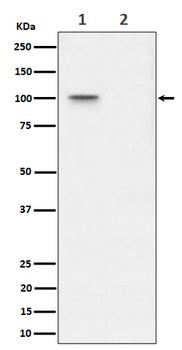 Phospho-Nucleolin (T76) Rabbit Monoclonal Antibody