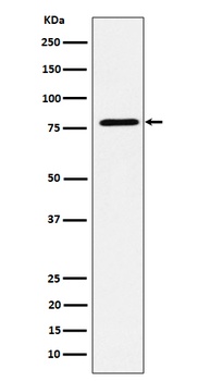 EXOC3 Rabbit Monoclonal Antibody