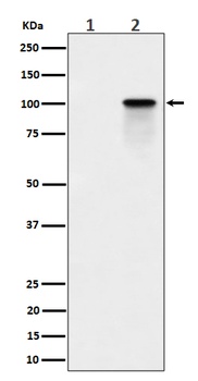 Phospho-Nucleolin (T84) Rabbit Monoclonal Antibody