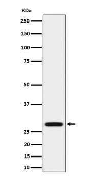 PEF1 Rabbit Monoclonal Antibody