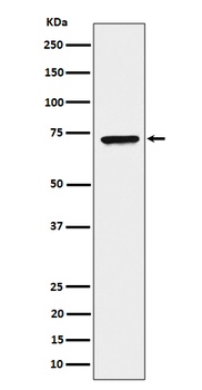 CTP synthase/CTPS Rabbit Monoclonal Antibody