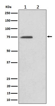 Phospho-eIF4B (S406) Rabbit Monoclonal Antibody