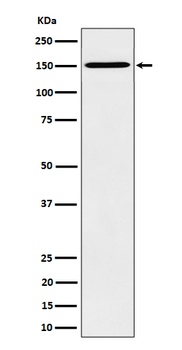 HDLBP Rabbit Monoclonal Antibody