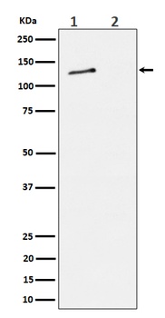 Phospho-MCM2 (S27) Rabbit Monoclonal Antibody