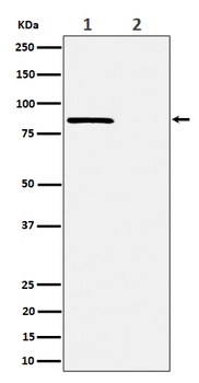 Phospho-Rad17 (S656) Rabbit Monoclonal Antibody