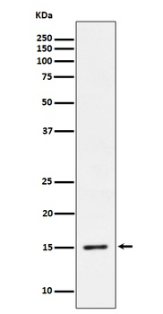 Phospho-Histone H3.3 (S31) Rabbit Monoclonal Antibody
