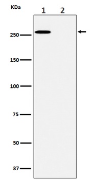 Phospho-ACC(S80) Rabbit Monoclonal Antibody