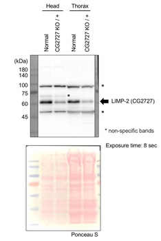 Fruit fly emp Rabbit Polyclonal Antibody