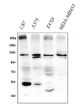human peroxidasin homolog isoform X1 Antibody