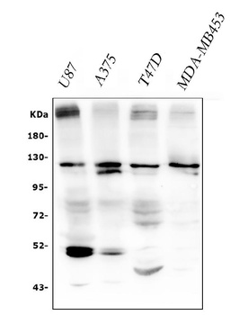 Anti-human peroxidasin homolog isoform X1 Antibody