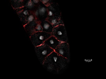 Fruit fly CG6353 Rabbit Polyclonal Antibody