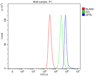 Anti-SPT5/SUPT5H Antibody