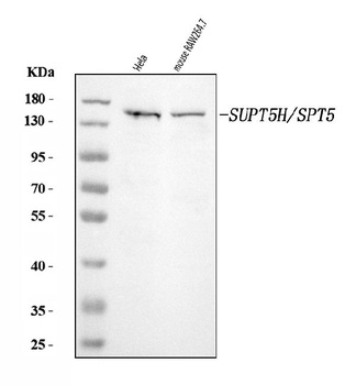 SPT5/SUPT5H Antibody