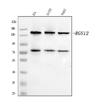 RGS12 Antibody