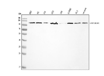 Anti-GADD34/PPP1R15A Antibody