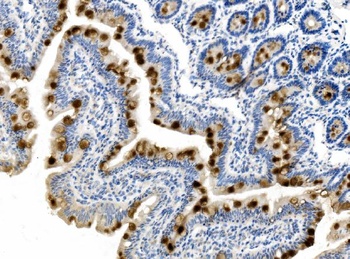 MUC2 Antibody