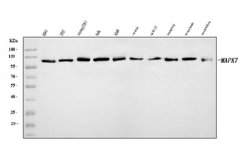 ERK5/MAPK7 Rabbit Polyclonal Antibody