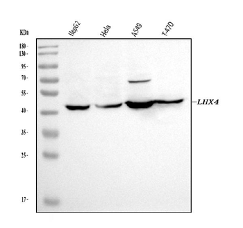 Anti-LHX4 Antibody