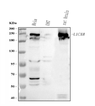 L1CAM Antibody