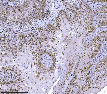 Anti-JHDM3A/JMJD2A/KDM4A Antibody