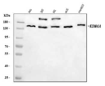 Anti-JHDM3A/JMJD2A/KDM4A Antibody